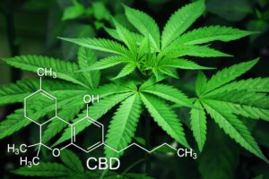 Cannabis gegen Krebs